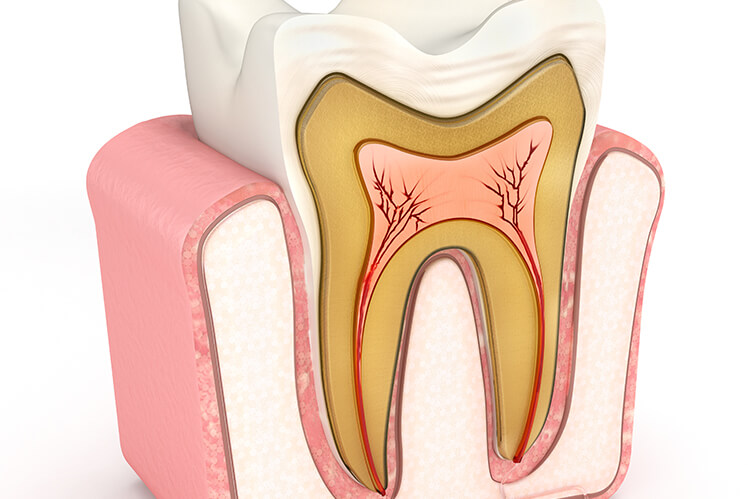 illustration of a cross-section of a tooth