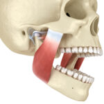 Technical graphic illustration of TMJ anatomy with jaw alignment.